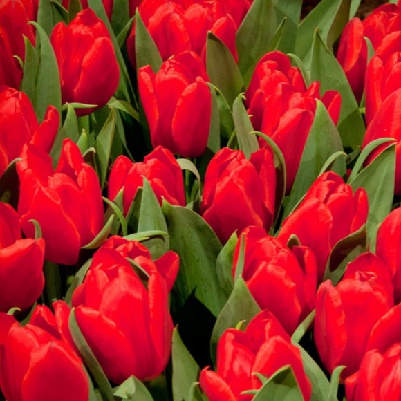 redtulip1825